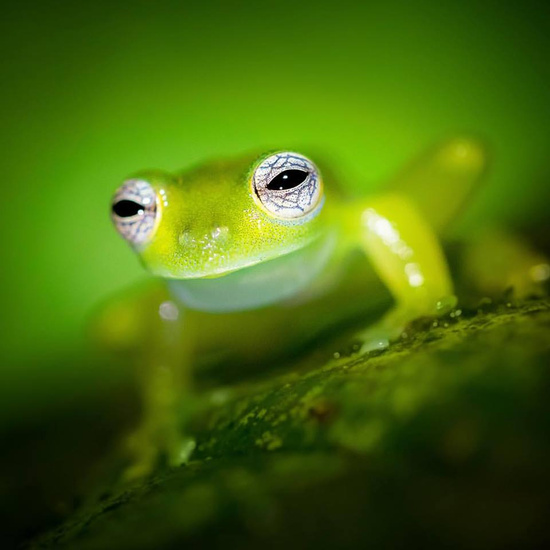 Ecocentro Danaus Night Walk Photo